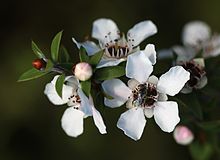 Five-petalled white flowers and round buds on twigs bearing short spiky leaves. A dark bee is in the centre of one of the flowers.