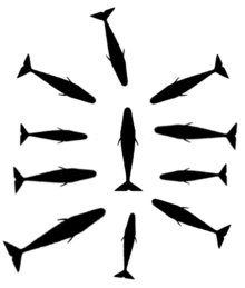 Diagram showing silhouettes of 10 inward-facing whales surrounding a single, presumably injured group member