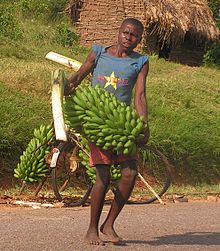 Matooke banana seller.JPG