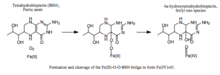 Formation and cleavage of a Fe(II)-O-O-BH4 bridge..