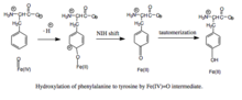 Hydroxylation of phenylalanine to tyrosine.