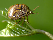 A glossy olive brown bug with black speckles facing right on a green leaf. The bug has a rounded squat shape with 6 legs, protruding red brown eyes, and prominent antennae.