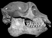 Right profile view of a short mammal skull, including the mandible