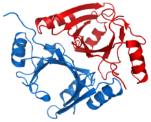 Methylmalonyl-CoA epimerase 1JC5.png