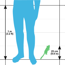 Outline illustration showing a human leg and waist up to 1 m (3.2 ft) next to a gray mouse lemur measuring 25 cm (9.8 in)