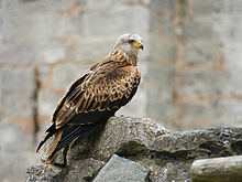 Photograph of a Red Kite bird of prey