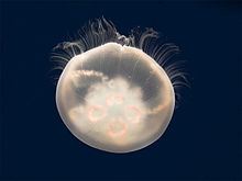 Photo of translucent moon jelly on black blackground. The jelly contains a white gamsana mass extending through about 2/3 of its body