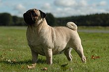 A fawn colored pug looks off to the left whilst standing in a field of grass.