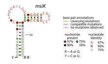 MsiK-RNA.svg