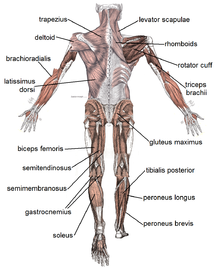 Muscle posterior labeled.png