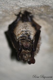 A couple of Geoffroy's bats resting in a cave