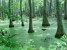 A swamp on the Natchez Trace.