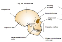 Neanderthal profile.png