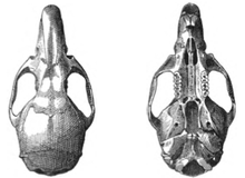 Skull, seen from above at left and from below at right.