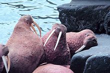 Photo of 5 walruses on rocky shore