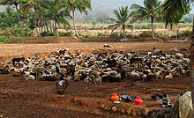  Nomads and Cattle Tamil Nadu