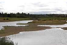Lapwing and geese on a gravel spit, in a shallow lake, with grass, trees and hedgerows behind; on an overcast day.}}