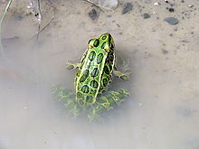 Northern Leopard Frog Ontario 1.JPG