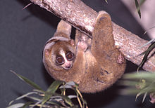 A Sunda slow loris climbs, upside down, along a tree branch