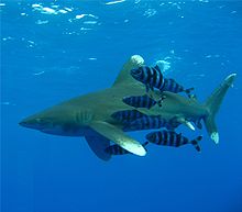 Photo of shark with black and white-striped fish
