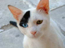 A picture of a cat that has been reduced to 256 colors