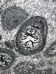 Orbicular granite sample Mount Magnet Australia polished.jpg