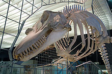 Skeleton suspended on metal framework, which incorporates an outline of the soft tissue along a median cross-section of the animal. The jaws host many sharp teeth, and pectoral fin bones are attached to the lower ribs. The backbone stretches away out of frame; no hind limb bones can be seen. The outline includes an upright dorsal fin and rounded forehead.