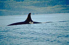 Killer whale with only top of back and dorsal fin visible above water surface. The dorsal fin curves backward at the tip.