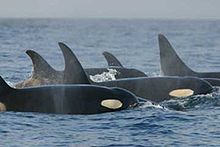 A group of killer whales have surfaced. Four dorsal fins are visible, three of which curve backward at the tip.