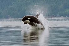 A killer whale bursts forward out of the water. Its head is just starting to point downward, and is about a body width above the surface.