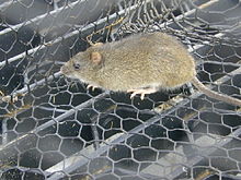 Rat, yellow-brown above and white below