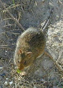 A reddish-brown rat on soil with some debris