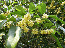 Sweet Osmanthus blossoms