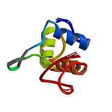 PBB Protein DVL1 image.jpg