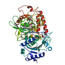 PBB Protein PCK1 image.jpg