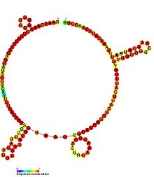 PCGEM1 secondary structure.jpg