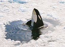 The front half of a killer whale projects vertically out of the water, in a hole surrounded by the ice pack. The water surface is disturbed only by relatively small ripples.