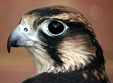 Head of a black and white bird with a large dark eye. Its hooked beak is gray with a black tip and its round nostril has a small lump in the center.