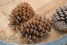 Pinus pinaster decoration cones.jpg
