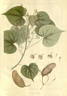 Plantae Asiaticae Rariores - plate 003 - Sterculia populifolia.jpg