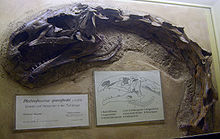 Photograph of the skull in side view, with a partial neck composed of seven vertebrae extending from it, seemingly articulated. However, the vertebrae are at a right angle, i.e. their neural spines point to what is to the left for the skull. Among each other they are articulated, forming a 110° curve, which the cervical ribs follow. Next to the fossil are explanatory signs, including a schematic drawing showing the skull openings and giving their names. The name shown is Plateosaurus quenstedti, a junior synonym of P. engelhardti.