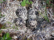 Four beige eggs, heavily speckled with black, sit in a shallow depression lined with pale greenish-white lichen.