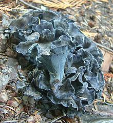 A light blue fungus made of a cluster of fan- or funnel-shaped ruffled segments fused at a common base, growing on the ground