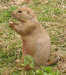 Small mammal sitting upright on haunches