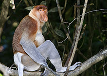 A male proboscis monkey sitting on a branch