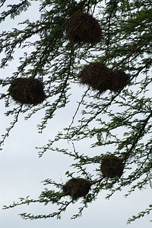 Several round birds' nests are fixed onto the smaller branches of a tree