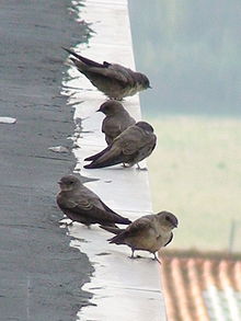  five small grey-brown swallows perched on the edge of a roof