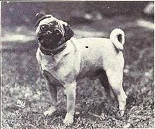 "A black and white photo of a pug facing the camera, turning its head.