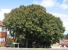 RN Ulmus Coolshade, Brighton.JPG