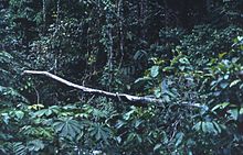 A fallen tree crosses an otherwise dark, lush forest edge near a logging site.